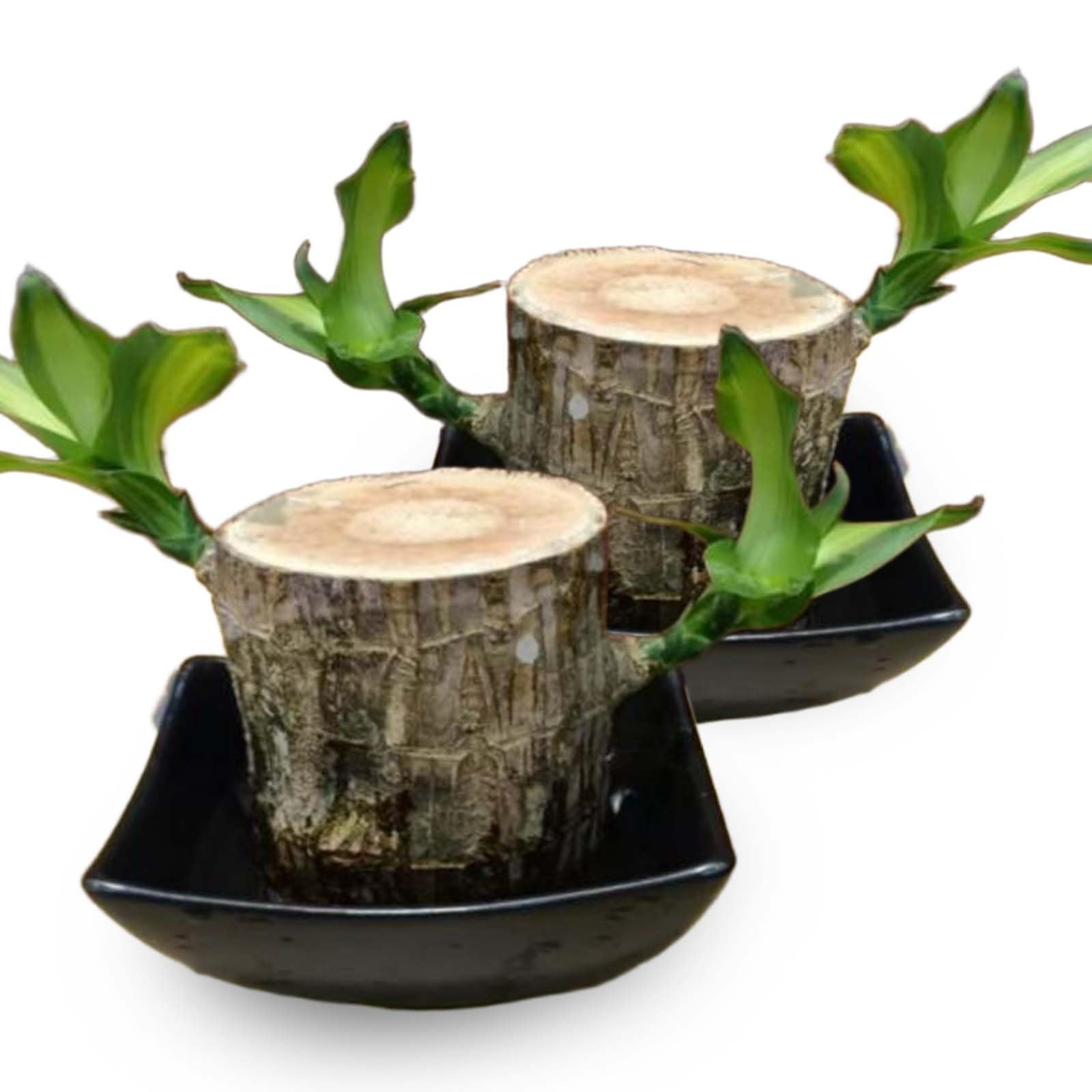 木造モルタルの王国　GARO THE WOODEN-MAIDEN KINGDOM il_fullxfull.7315342829_6he0.jpg